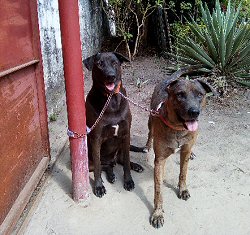 Jet (left) by the gate with Rocky